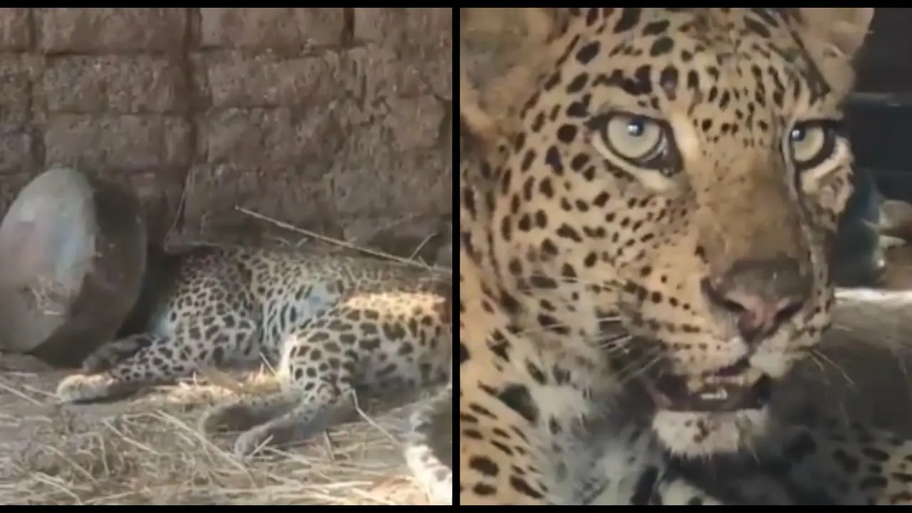 Leopard Gets Its Head Stuck In A Metal Pot For 5 Hours