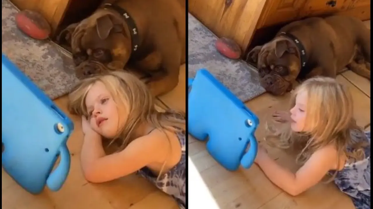 Viral Video: Dog Joins Girl's Screen Time, Sparks Debate On Internet Addiction Dog Joins Girl's Screen Time, Sparks Debate On Internet Addiction