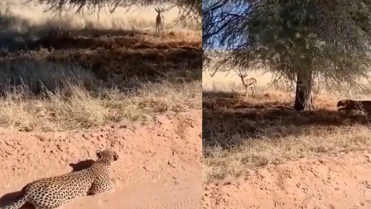 Viral Video: Leopard Hunting Deer, Wild Encounter Caught On Camera | WATCH Leopard hunting deer in the wild, video goes viral