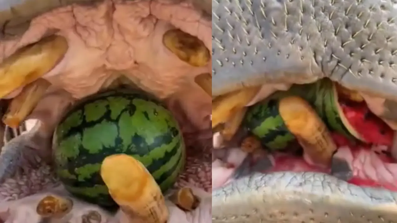 Viral Video: Hippo Eating Whole Watermelon Like A Piece Of Cake | WATCH Hippo Eating Whole Watermelon, Viral Video