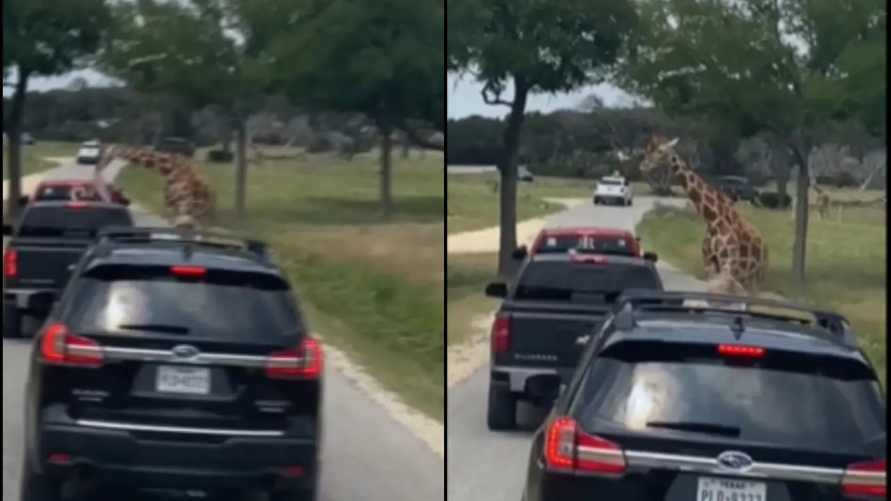 Scary: Giraffe Lifts Toddler From Car At Texas Safari Park, Sparks Outrage And Criticism Of Parents Giraffe Lifts Toddler From Car At Texas Safari Park, Sparks Outrage