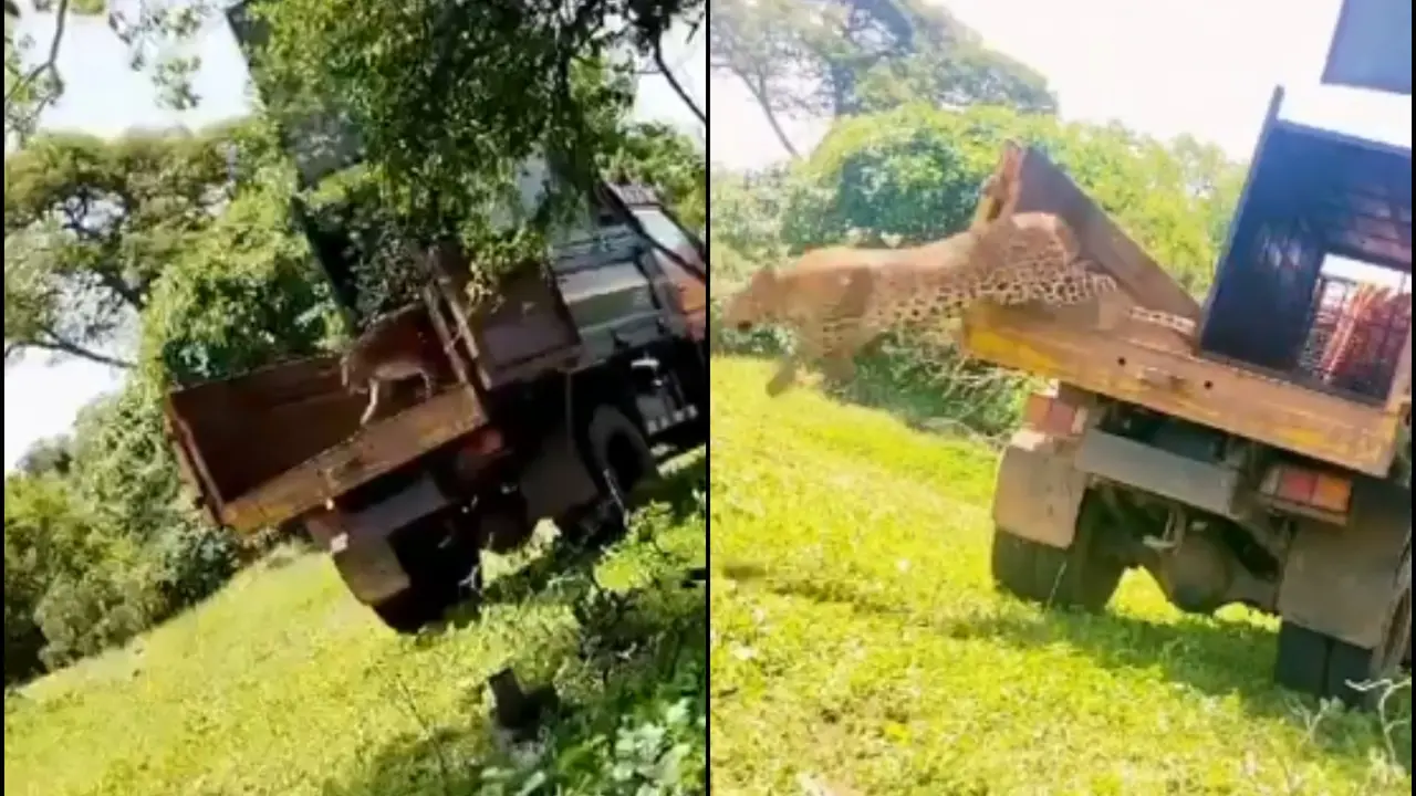 Heartwarming Video: Rescued Leopard Released Back Into Tamil Nadu Forest Rescued Leopard Released Back Into Tamil Nadu Forest