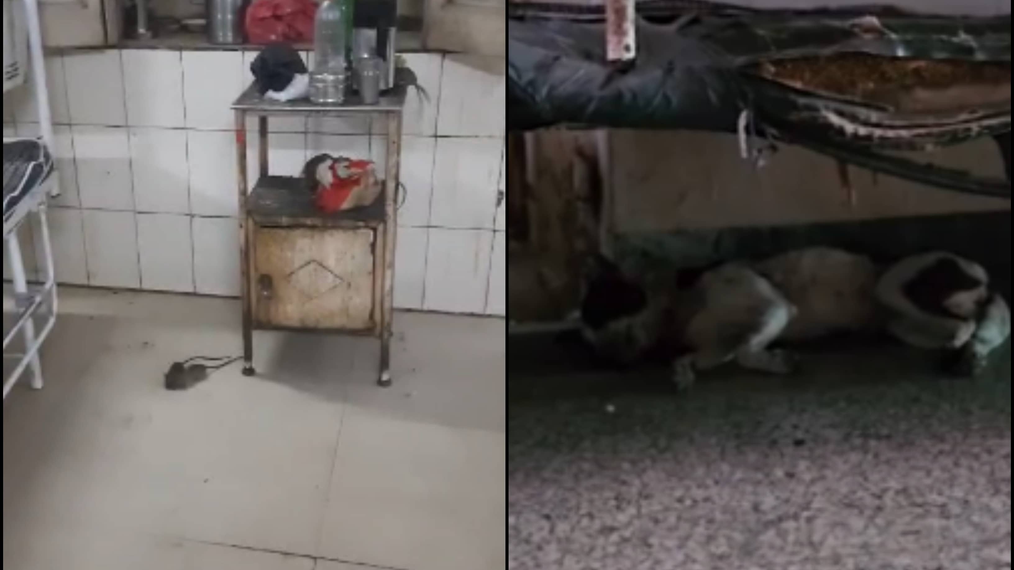 Rats Roaming in Gwalior Government Hospital Ward Authorities Order