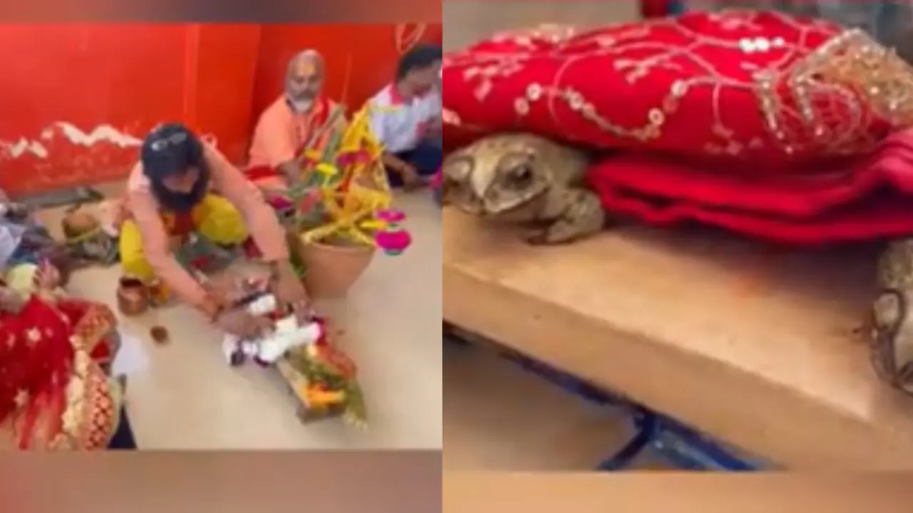 Frog Wedding in UP's Varanasi Goes Viral, 'Hopes of Appeasing the Rain Gods' | WATCH Frog wedding in Varanasi, Viral Video