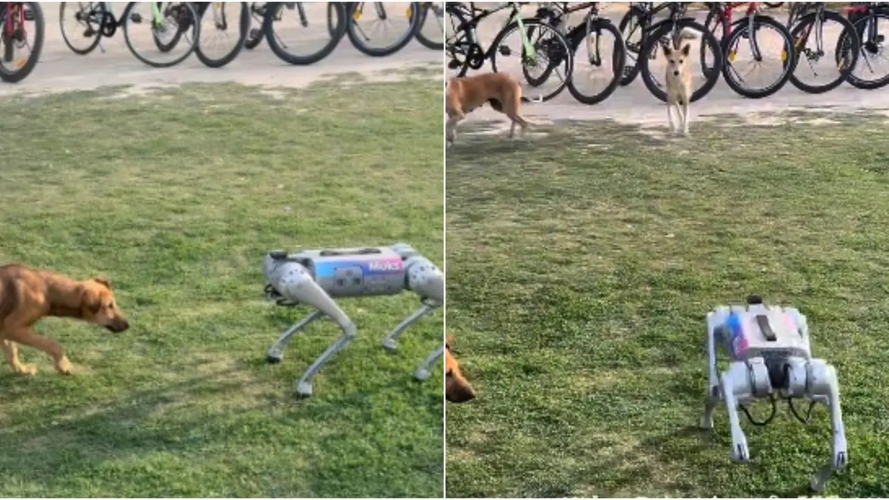 Robot Dog Wins Over Local Stray at IIT Kanpur, Video Goes Viral | WATCH A viral video showing a robo dog playing with a stray at IIT Kanpur