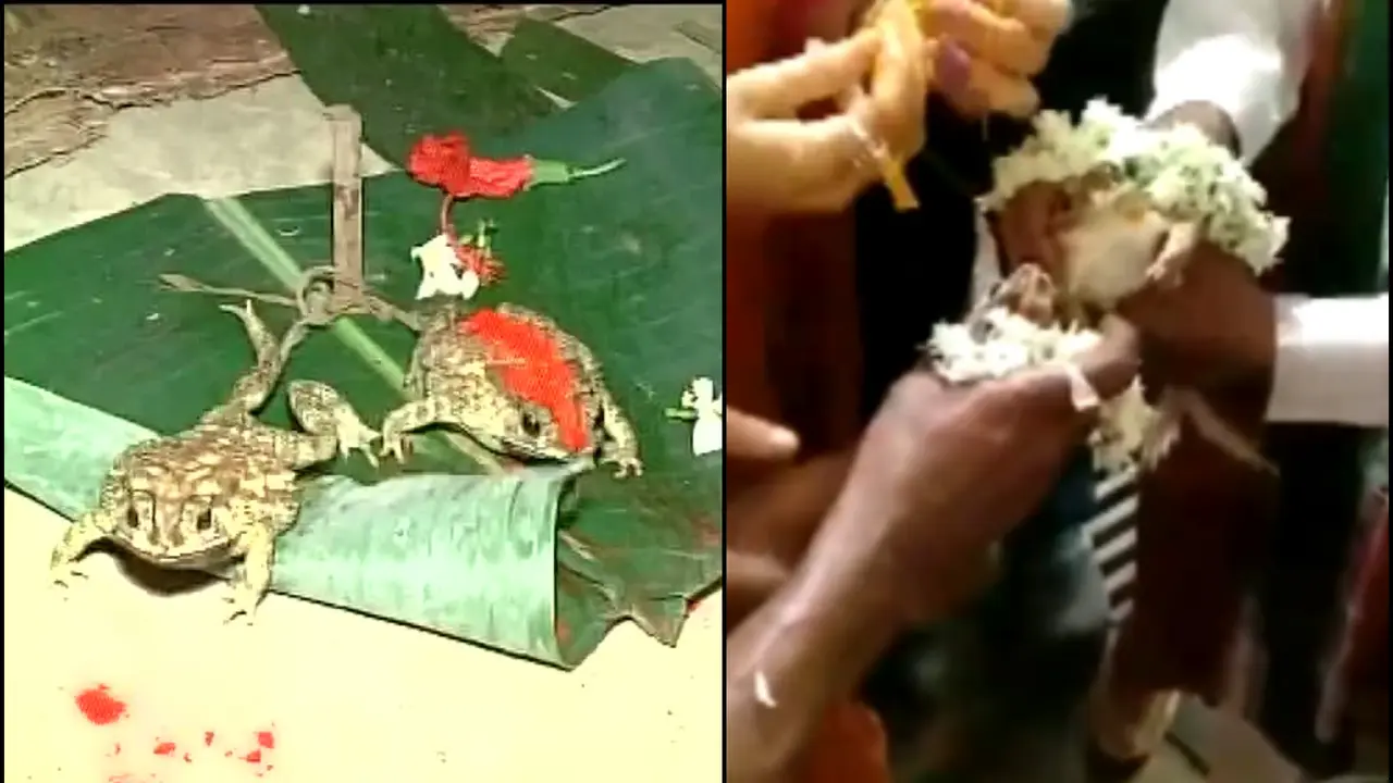 Locals in Assam Performed The Traditional Frog Marriage To Please The Rain Gods Amid Ongoing Drought Assam Villagers Marry Frogs in Traditional Rain-Making Ceremony