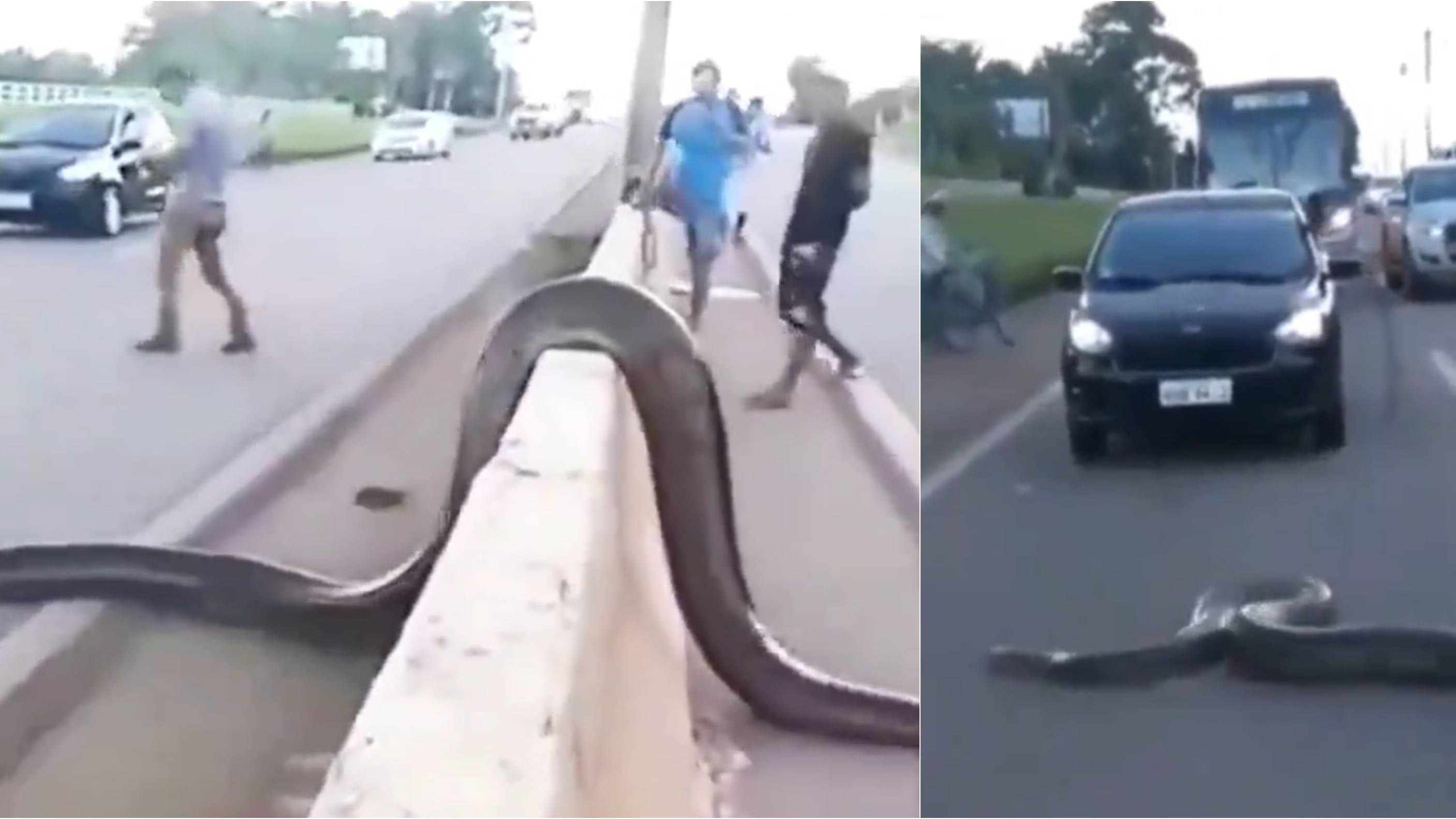 Viral Video: Giant Snake Crossing Road On A Bright Sunny Day, Leaves ...