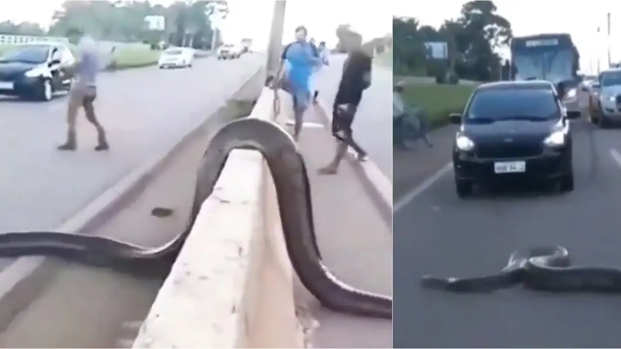 Python Snake Crossing Road Viral Video: Giant Snake Crossing Road On A Bright Sunny Day, Leaves ...
