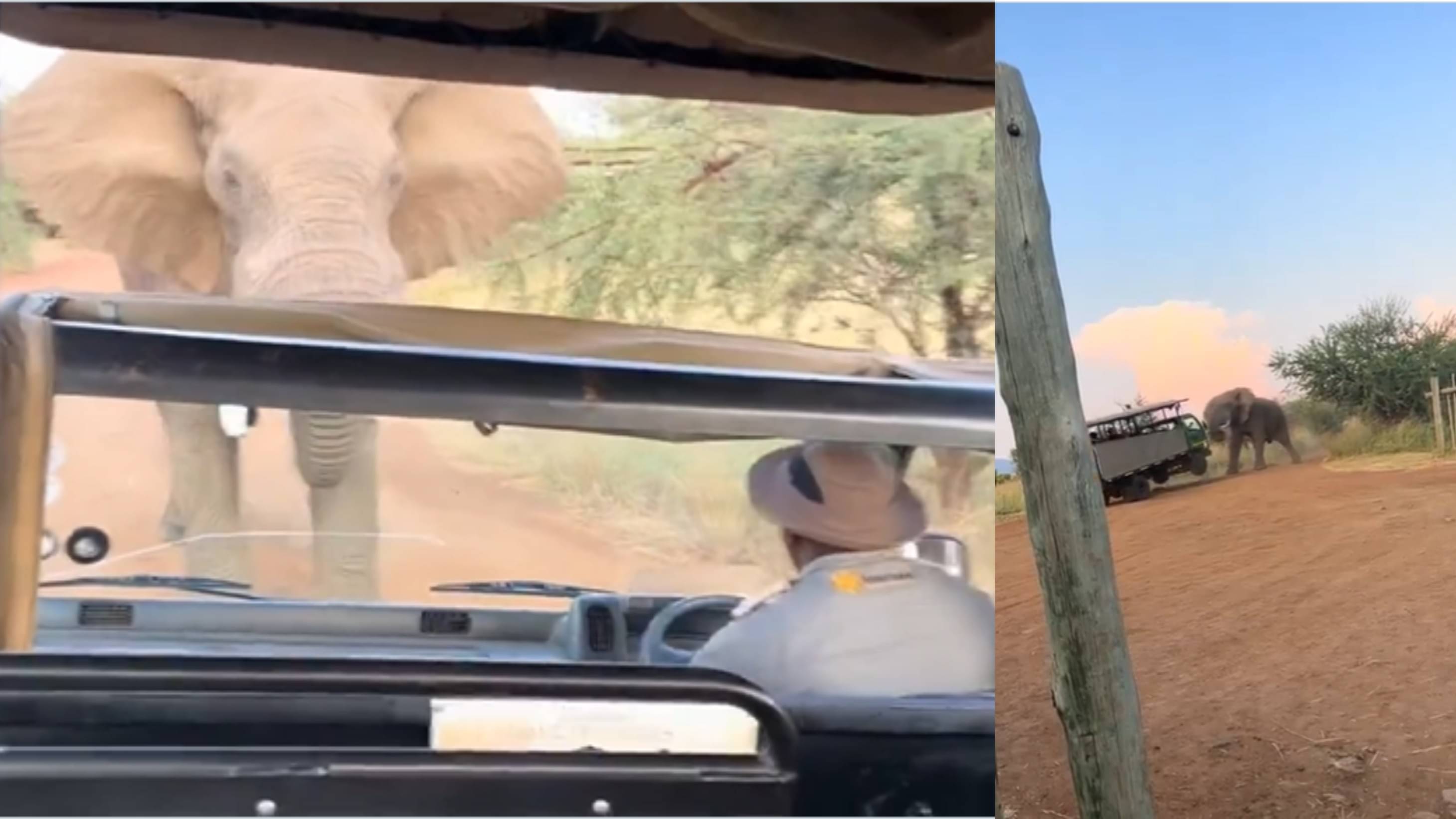 Viral Video: Elephant Attacks Safari Tourist Truck In South Africa ...