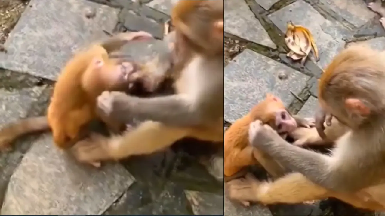 Hilarious Video Of Mother Monkey Slapping Her Naughty Baby And Pulling Ears Goes Viral | WATCH Viral Video Of Mother Monkey Slapping Her Naughty Baby