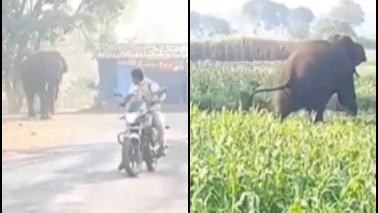 Viral Video Shows Elephant Entering The Outskirts Of Belagavi City, Residents Get Alarmed Wild Elephant Entered In The Belagavi City, Spreads Panic Wave