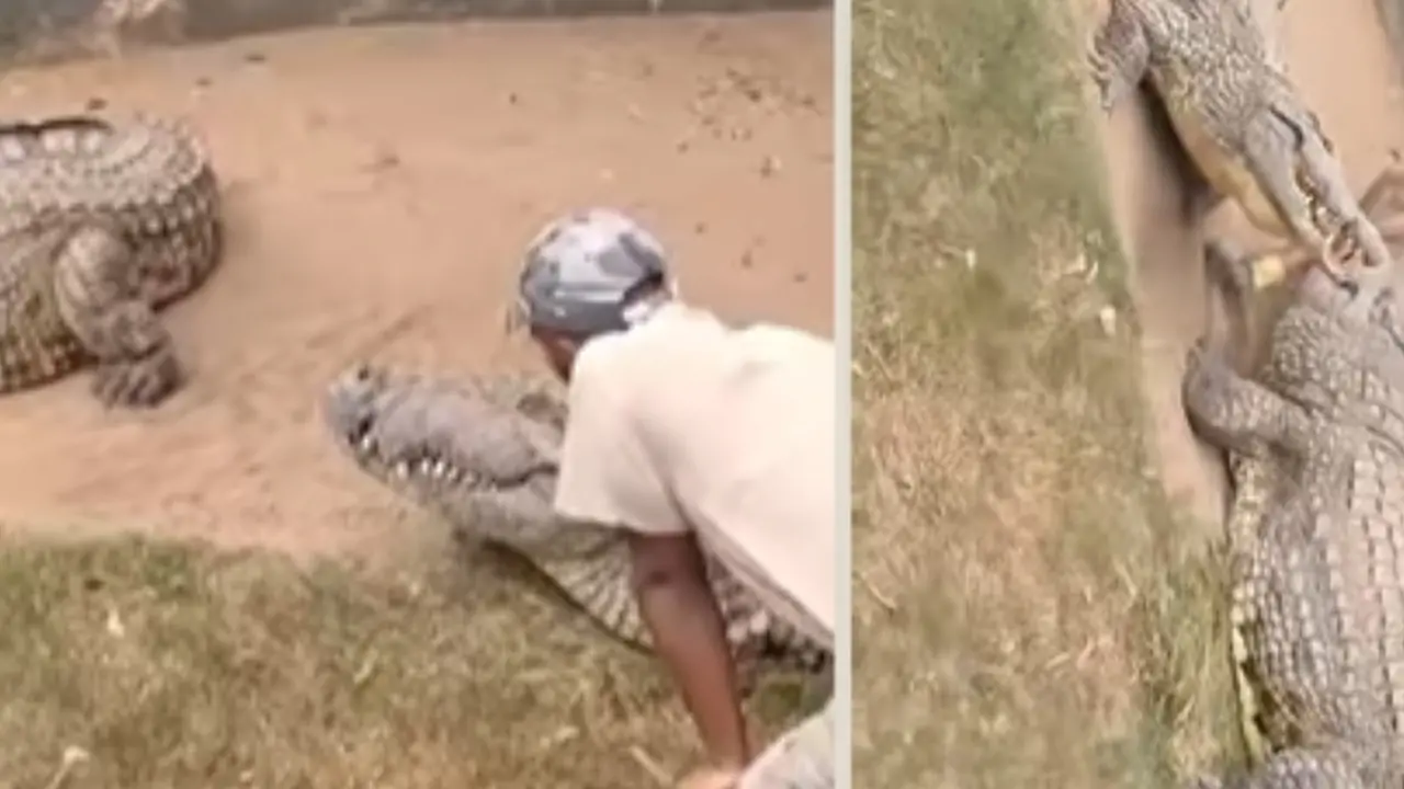 Crocodile attacks handler at a zoo in South Africa, video goes viral
