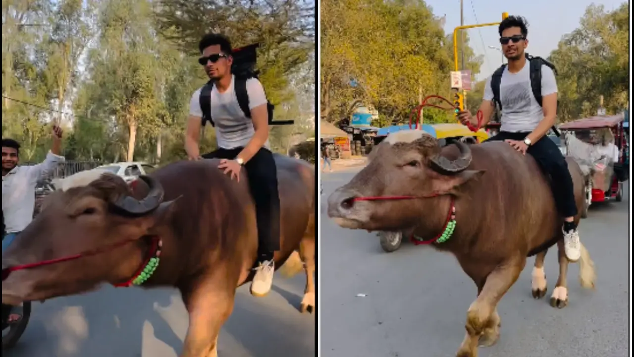 Viral Video: Man Seen Riding Bull On Busy City Street, Netizens Reacted On The Unusual Scene | WATCH Viral Video Shows A Man Seen Riding Bull On Busy City Street | WATCH