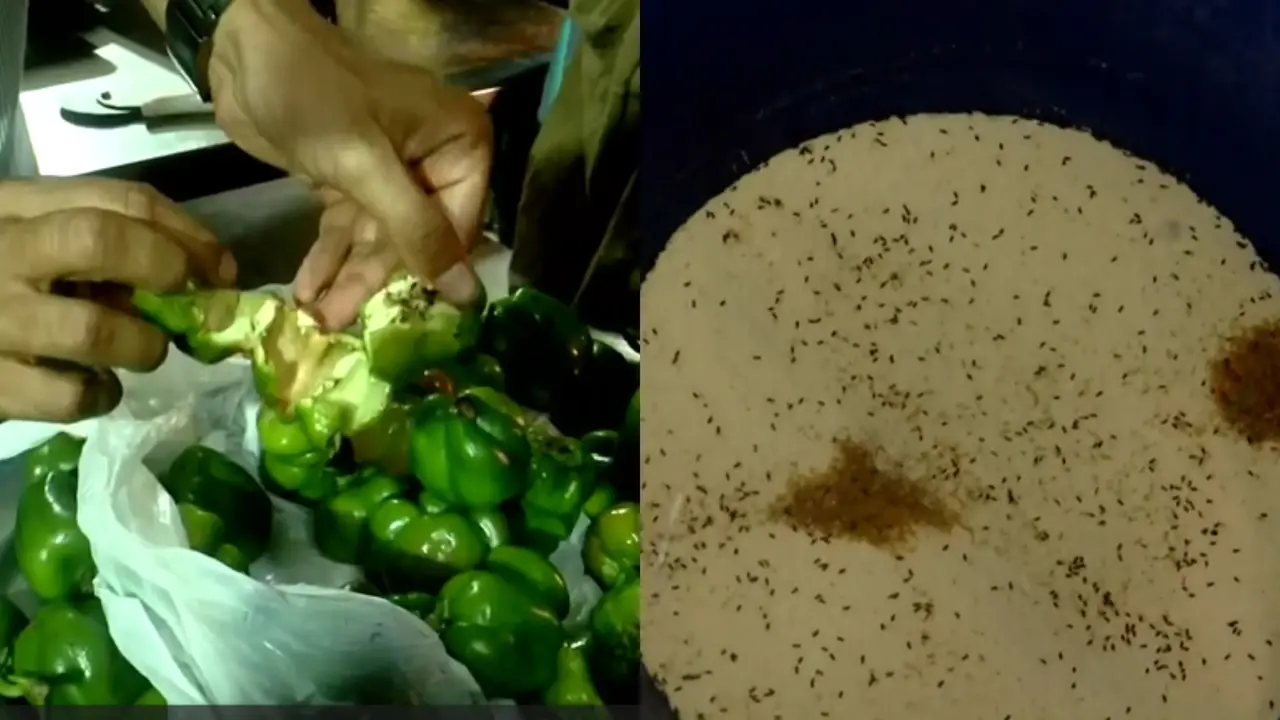 Cockroach found in Punjab University canteen food