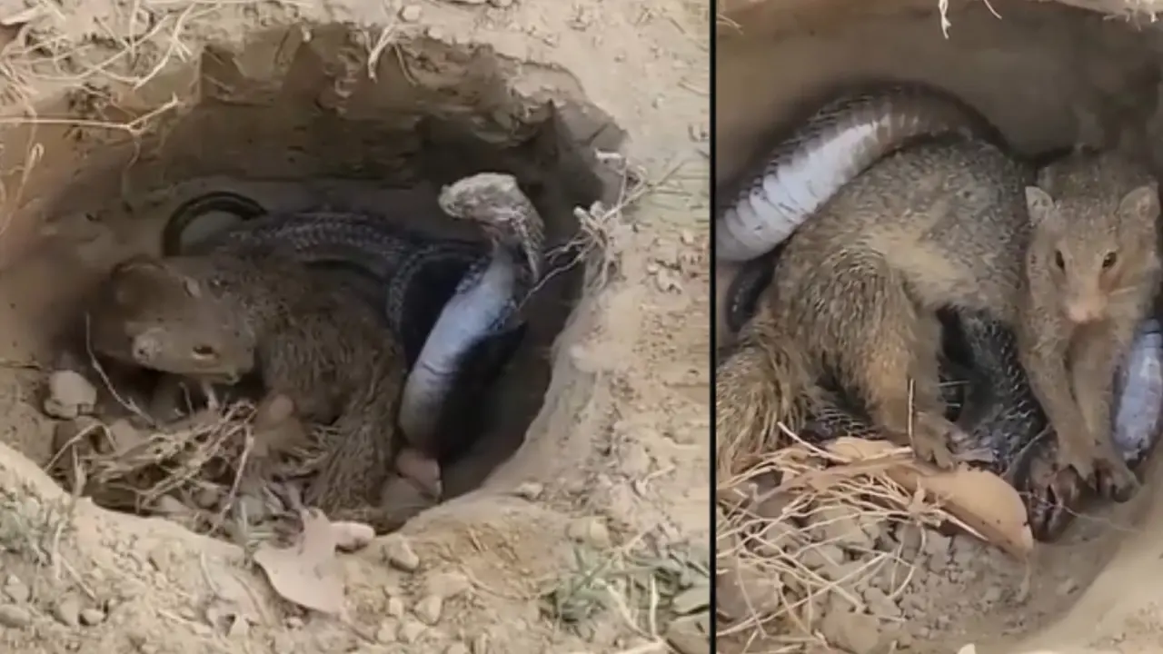 Snake and Mongoose fight, video goes viral