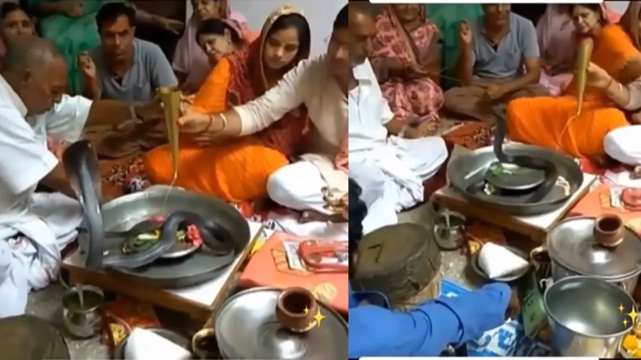 Family performs puja of live cobra snake, video goes viral