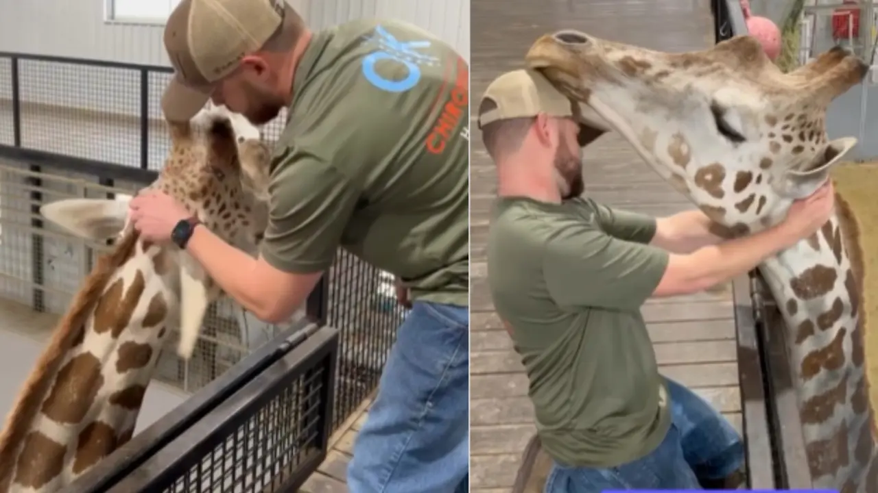 Oklahoma Chiropractor Helps 'Gerry the Giraffe' Adjusting his Neck Video Goes Viral | WATCH Giraffe Neck Adjustment Video Goes Viral
