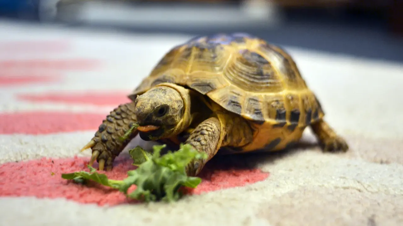 Feed Your Pet Turtles These Foods To Keep Them Happy And Healthy Pet turtle food