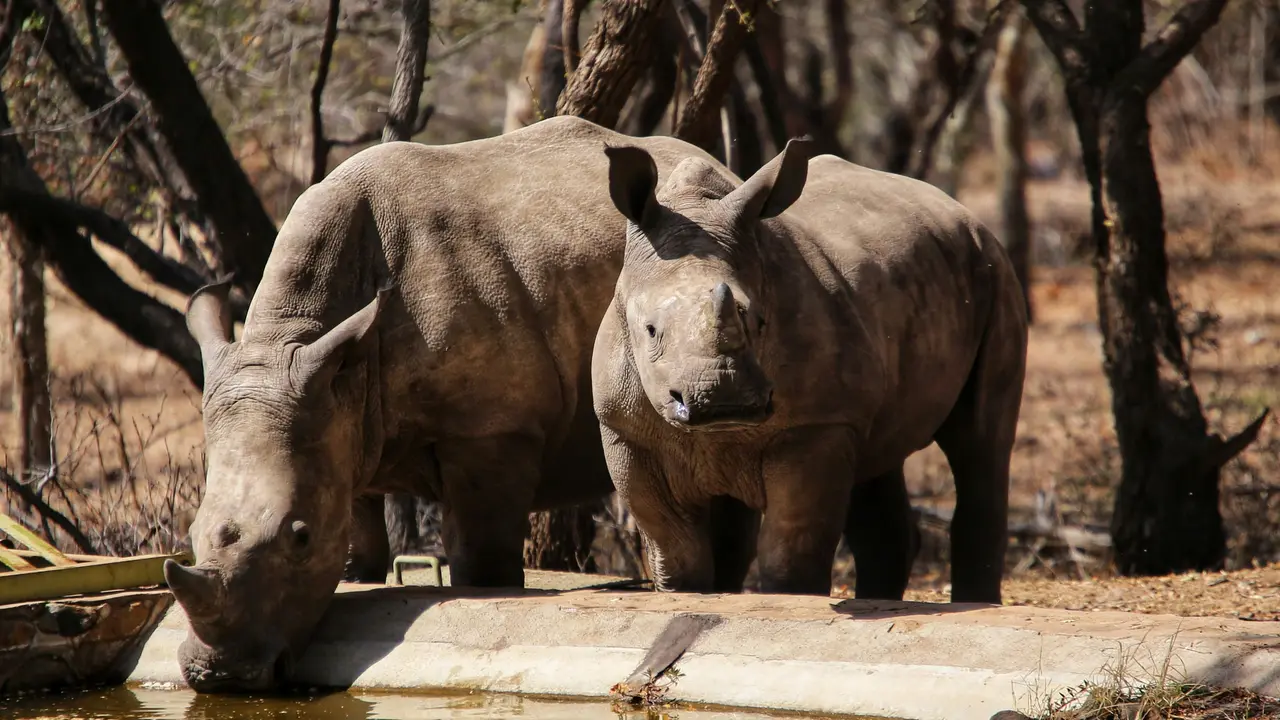 This Baby Animal From India Has Been Deemed The Cutest In The World
