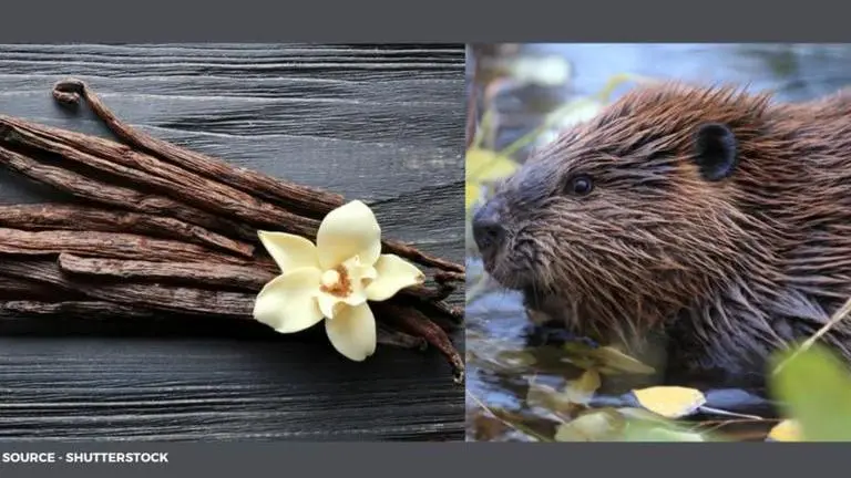 where does vanilla come from