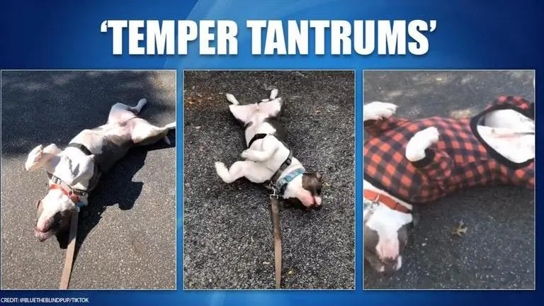 Dog plays dead to avoid returning home amid coronavirus lockdown