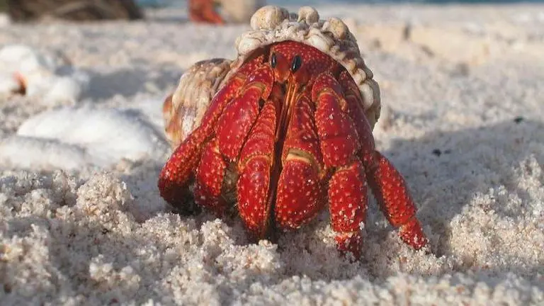 Thailand authorities urge residents to donate shells after crabs face 'housing crisis' Thailand: Authorities urge resident to donate shells after crabs face Housing crisis