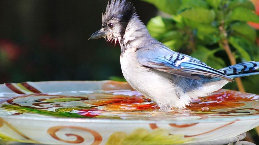 Bird bath