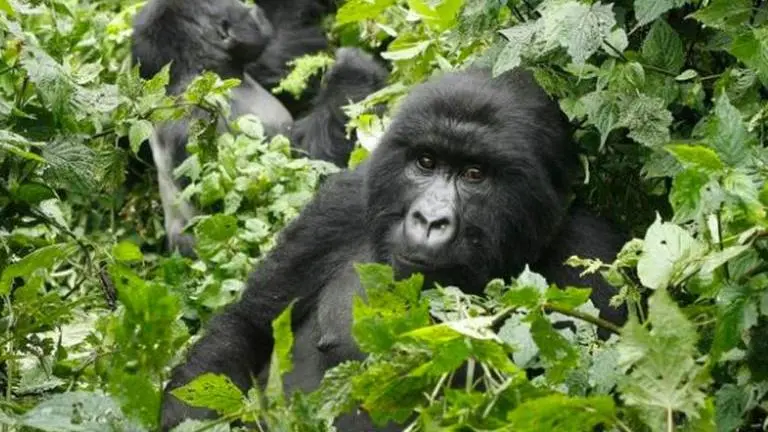 Africa's mountain gorillas also at risk from coronavirus