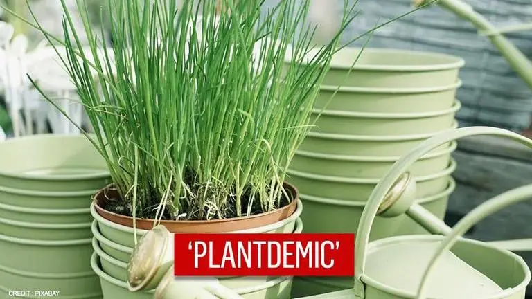 'Plantdemic' hits Philippines as people seek solace in greens 'Plantdemic' hits Philippines as people seek solace in greens