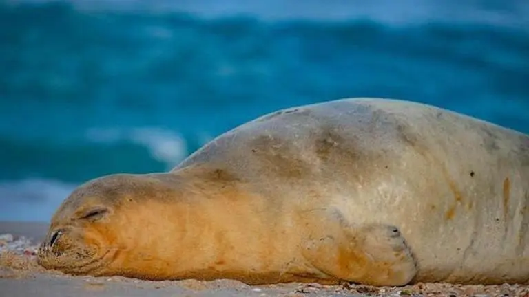Julia, famous Mediterranean monk seal, pays visit to restricted military site in Israel Israel