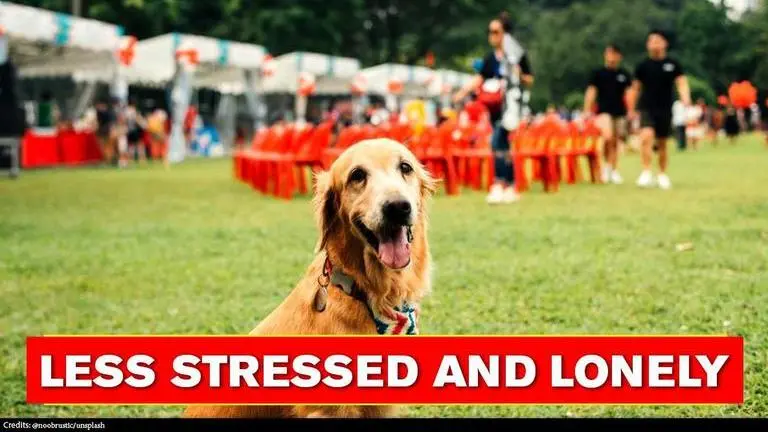 Study: People who had pets during COVID lockdown were less stressed and lonely Study