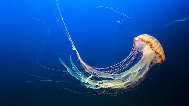 World Jellyfish Day 2023: Know its date, history and significance Jellyfish