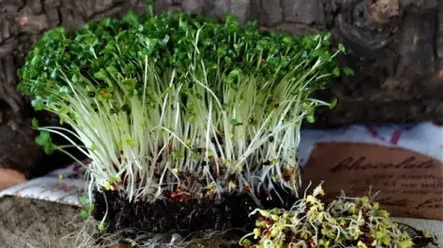 Broccoli Sprouts