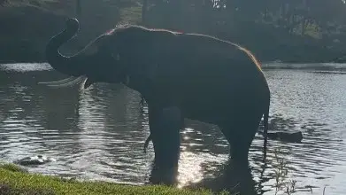 Description of the pic