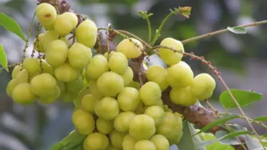 Description of the pic