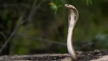 सांप को दूध पिलाओ फिर भी...जिस कोबरा की पूजा करती थी महिला, डंसा तो बोली नाग देवता का आशीर्वाद; मौत