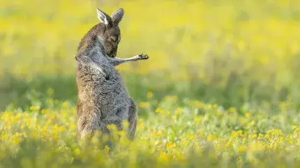 Kangaroo