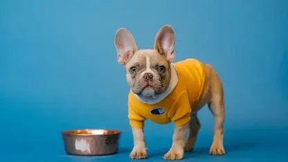 Dehydration in pets: Know signs to look out for to prevent decline in health among fur babies Dehydration in pets