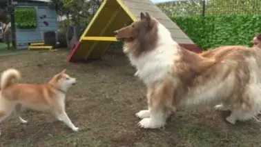 Real dog's reaction to encounter with Japanese man in dog costume goes viral Real dog