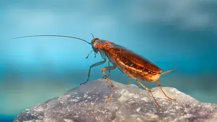 Japanese man kills a cockroach in a way no one can, Here's how Cockroch