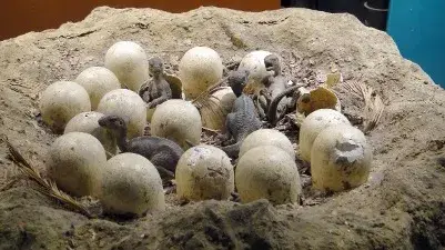 "Kuldevtas" in Madhya Pradesh turn out to be million-year-old dinosaur eggs Representational image of Dinosaurs