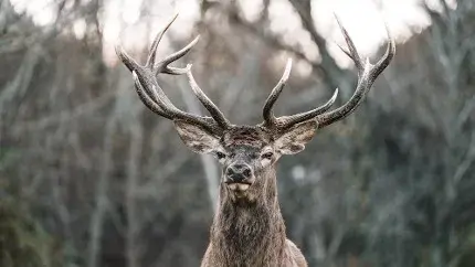 'Zombie deer disease' could spread to humans, warn scientists amid surge in US cases Zombie deer disease