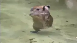The viral video of Miami's dancing capybara