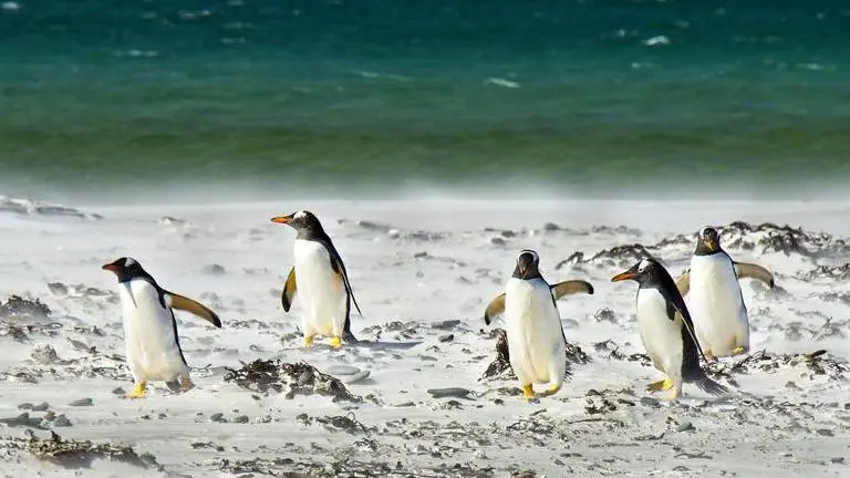63 endangered African Penguins killed by a swarm of honey bees in Cape Town African Penguins