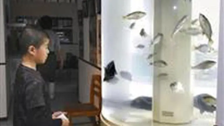 Japan aquarium FaceTime sessions with eels Japan aquarium FaceTime sessions with eels