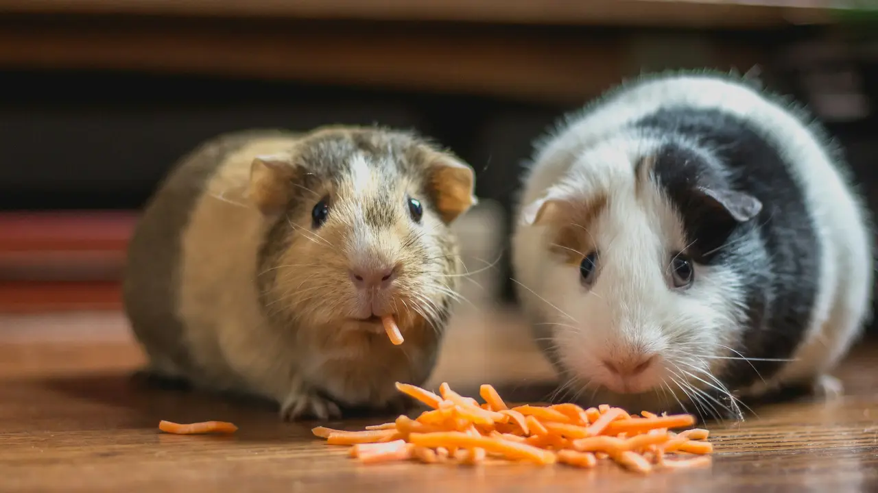 Hamster Or Guinea Pig, Which Is The Better Pet For You? Hamster Or Guinea Pig