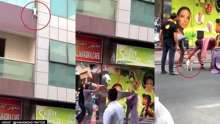 Four men filmed on camera rescuing 'hanging' pregnant cat; Dubai ruler rewards ₹40 lakhs Pregnant Cat