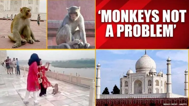 CISF assures monkeys will not create trouble during US President Trump's Taj Mahal visit CISF