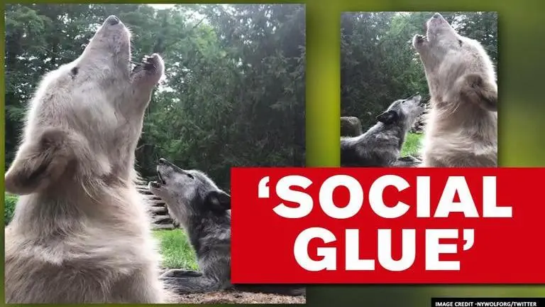 Wolves 'sing' to make music just like humans, netizens find it ‘beautifully haunting' Wolves