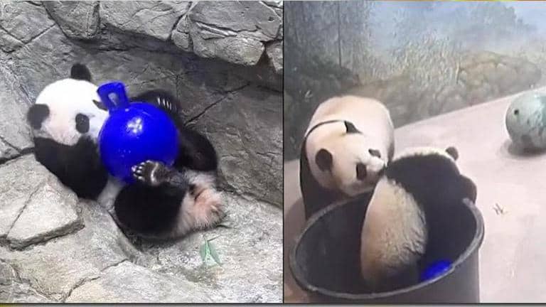 Giant panda cub balancing a ball on his paws sways the hearts of ...
